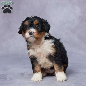 Lyla, Mini Bernedoodle Puppy